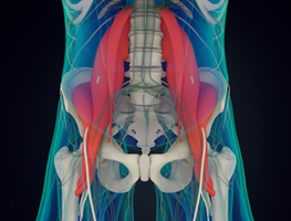 psoas